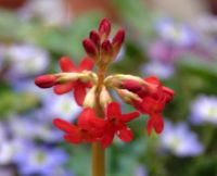 Crimson red flowers on rigid stems over lanceolate foliage.